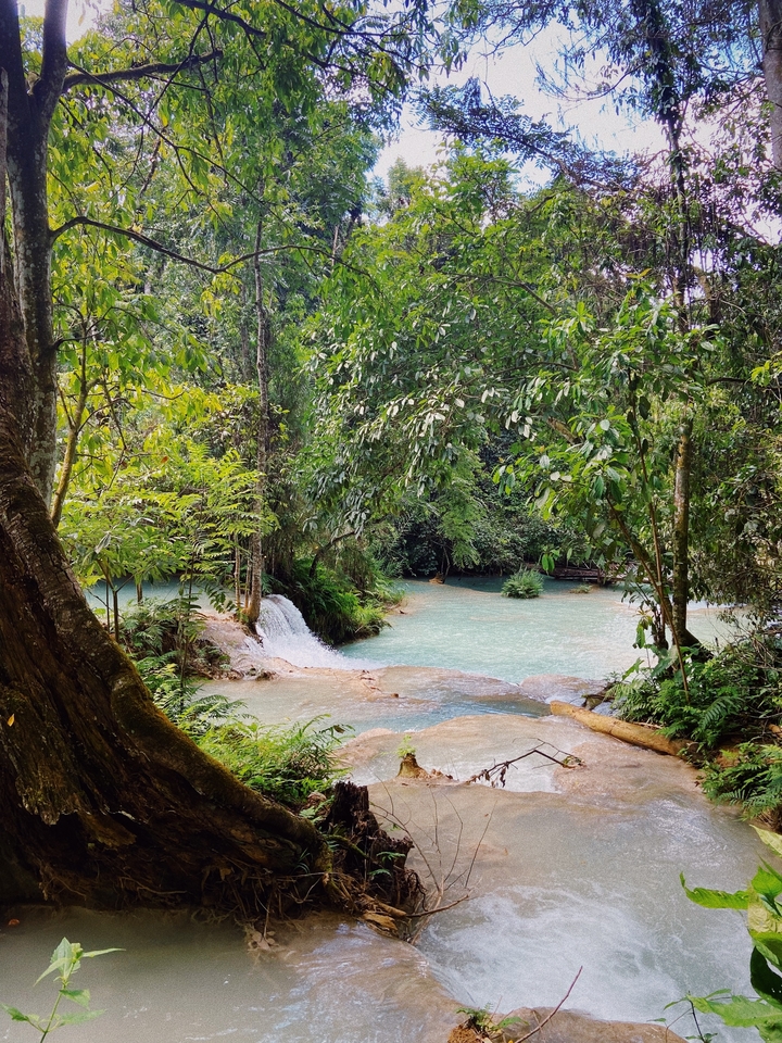 Stream flowing through a dense forest