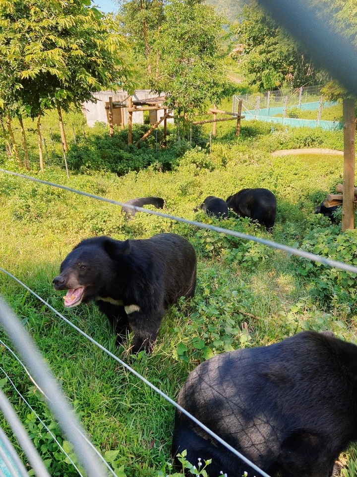 Group of bears in a natural habitat behind a fence