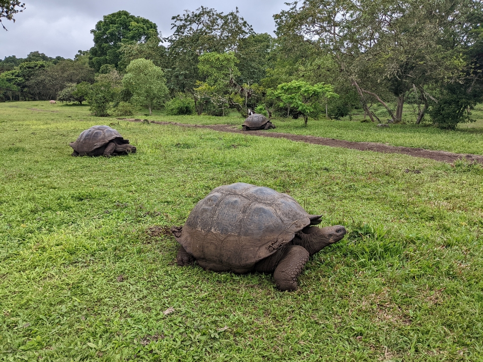 Trois tortues géantes dans un champ herbeux.