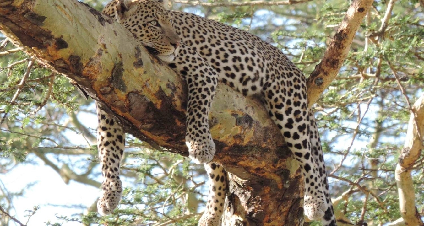 A leopard resting on a tree branch.