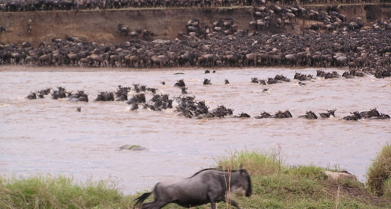 Wildebeest crossing a river with a large herd in the background.