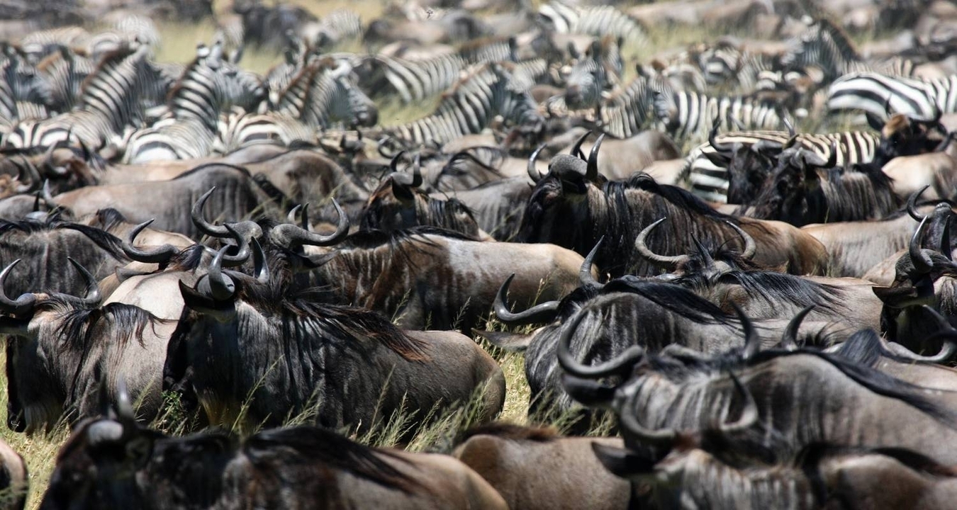 A large group of wildebeest and zebras in a savanna setting.