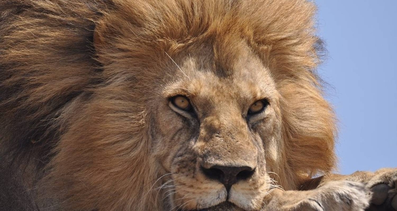 Close-up of a lion's face with a majestic mane.