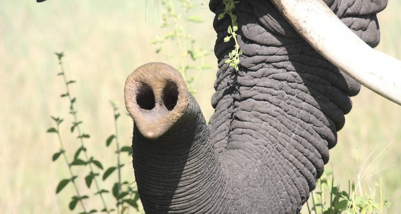 An elephant's trunk with a piece of vegetation.