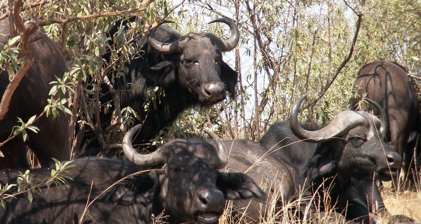 A group of African buffalo resting in the shade.