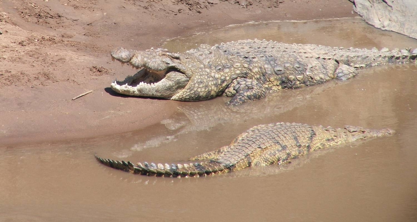 Two crocodiles resting by a muddy shoreline.