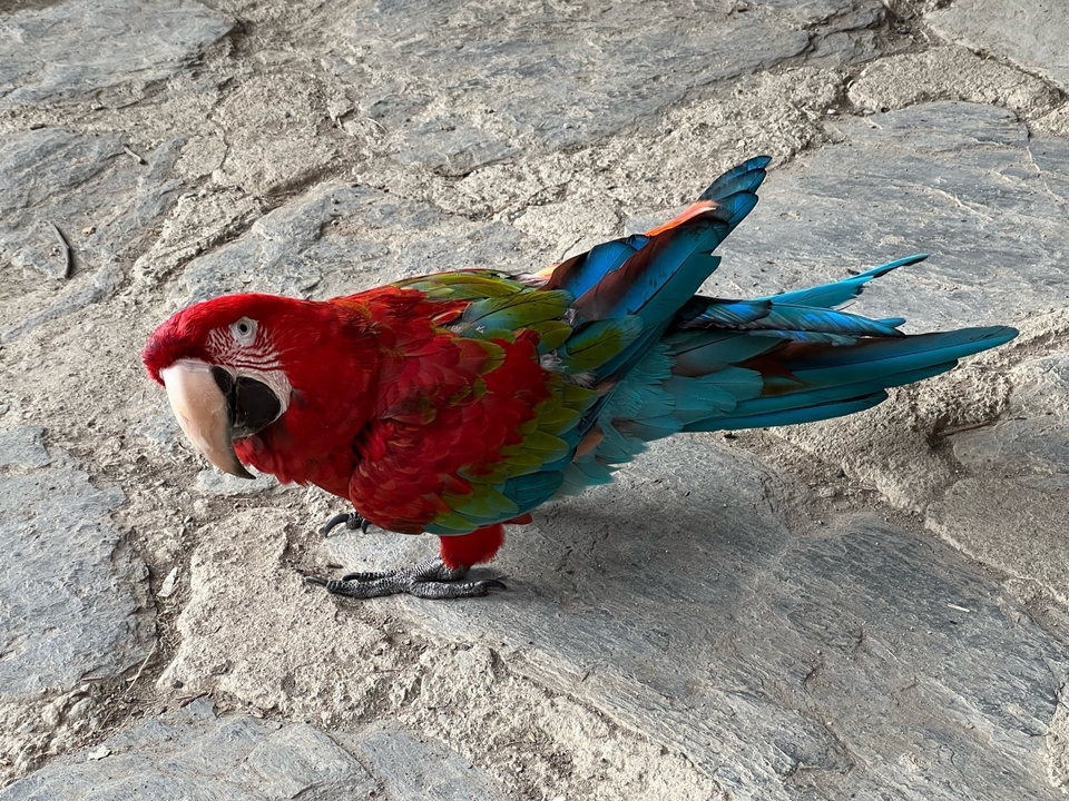 Colorful parrot with red, green, and blue feathers standing on a stone surface.