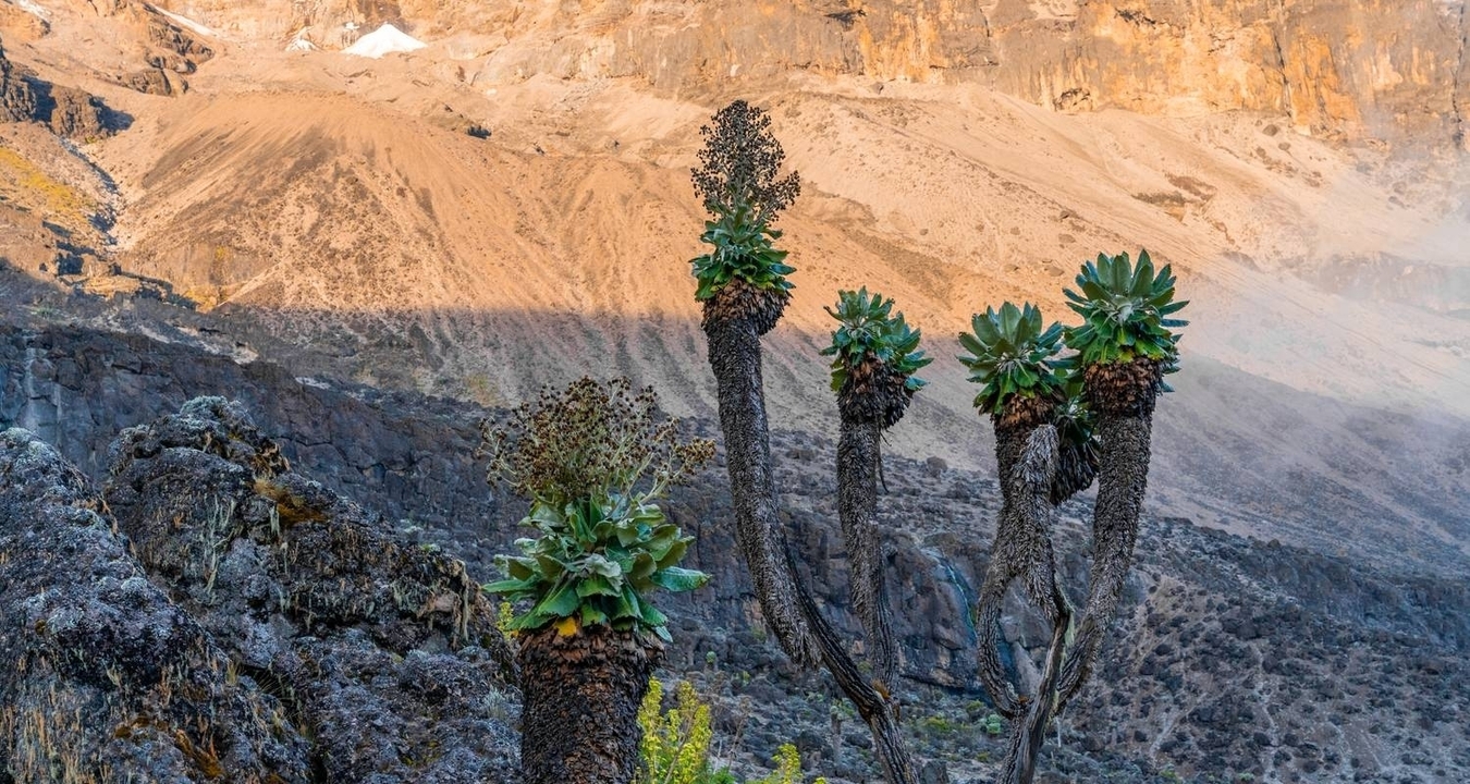 Unique plants in a rocky mountain landscape.