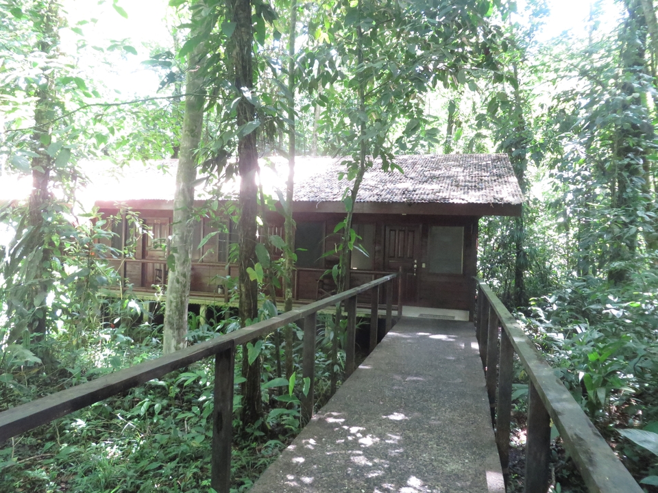 Thatched-roof cabin surrounded by dense jungle.
