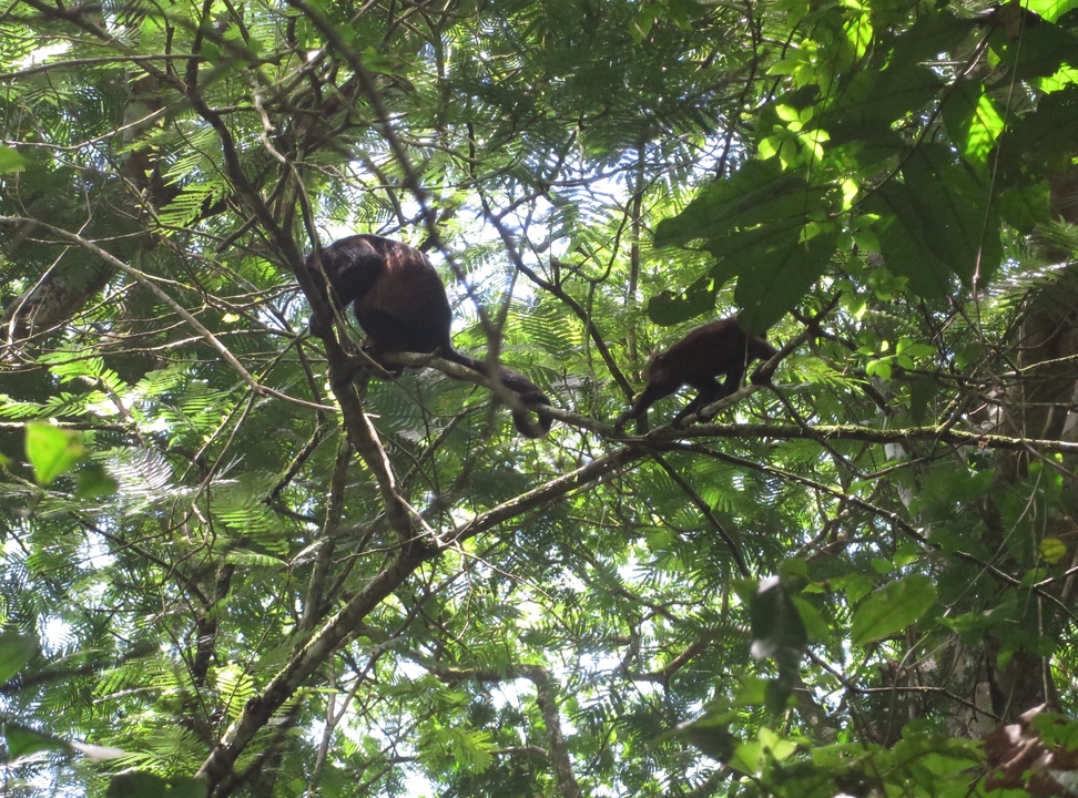 Monkeys playing on tree branches in a dense forest.