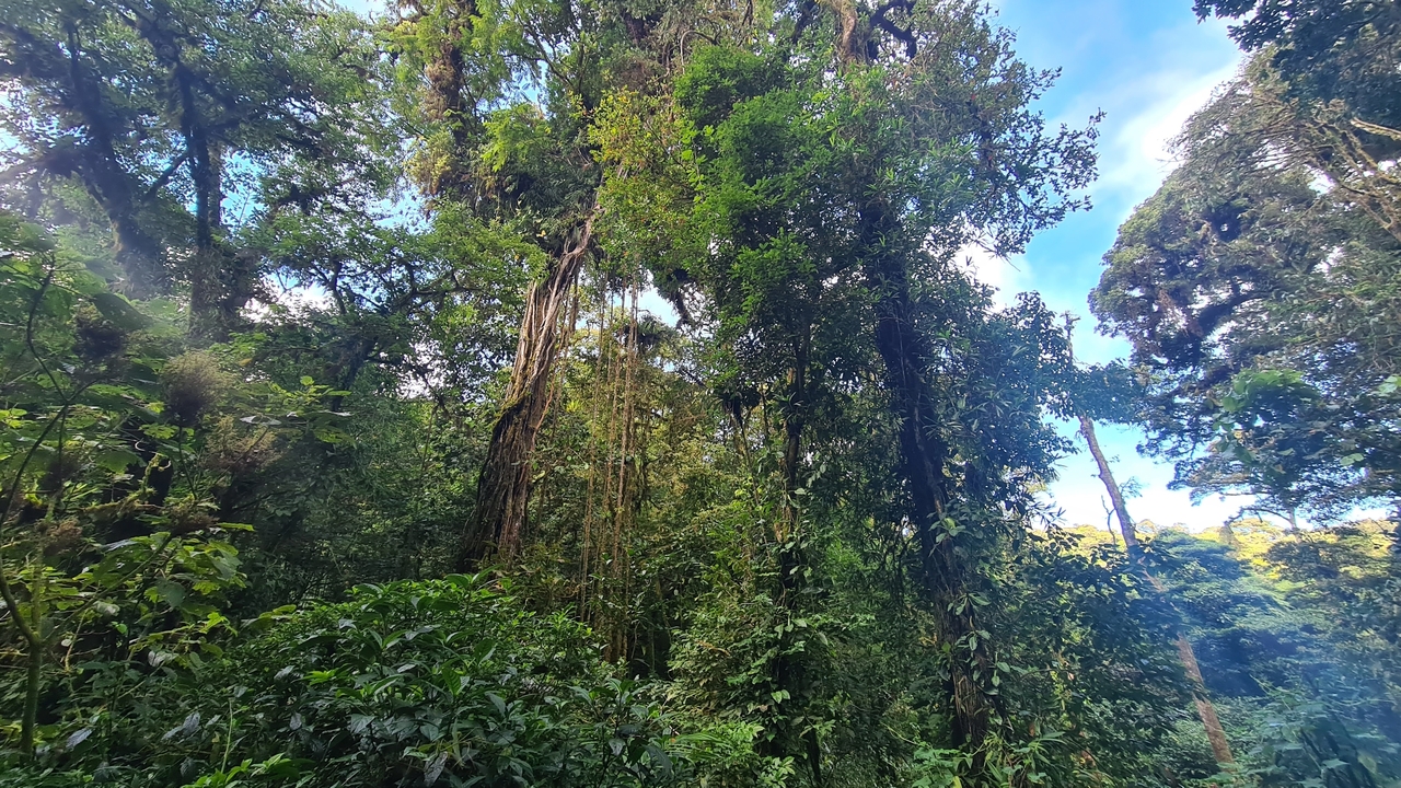 Dense lush rainforest with towering trees.