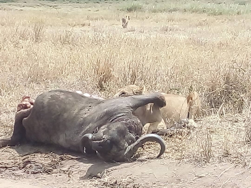 Two lions feeding on a buffalo carcass in a grassy plain.