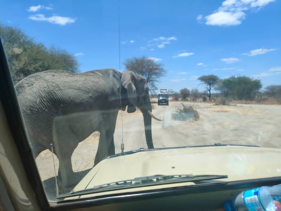 Elephant walking on a dirt road with safari vehicles nearby.