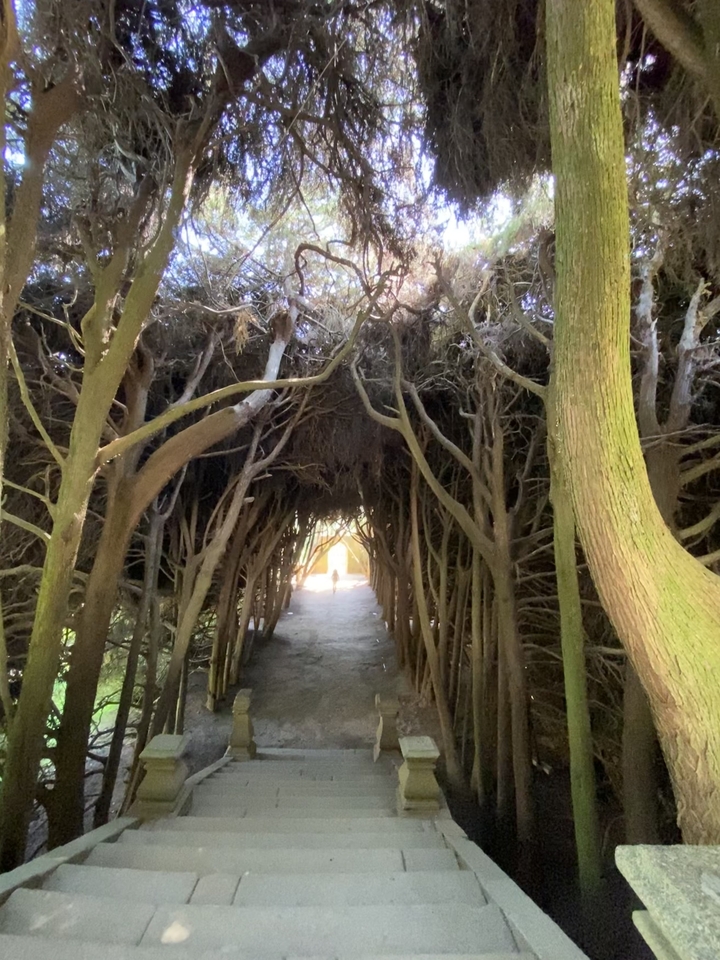 Tunnel made of interwoven tree branches.