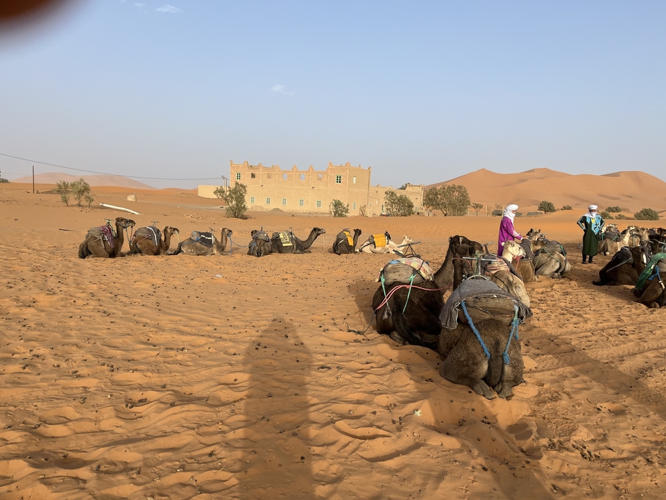 Camels sitting in a desert landscape with a building in the background.