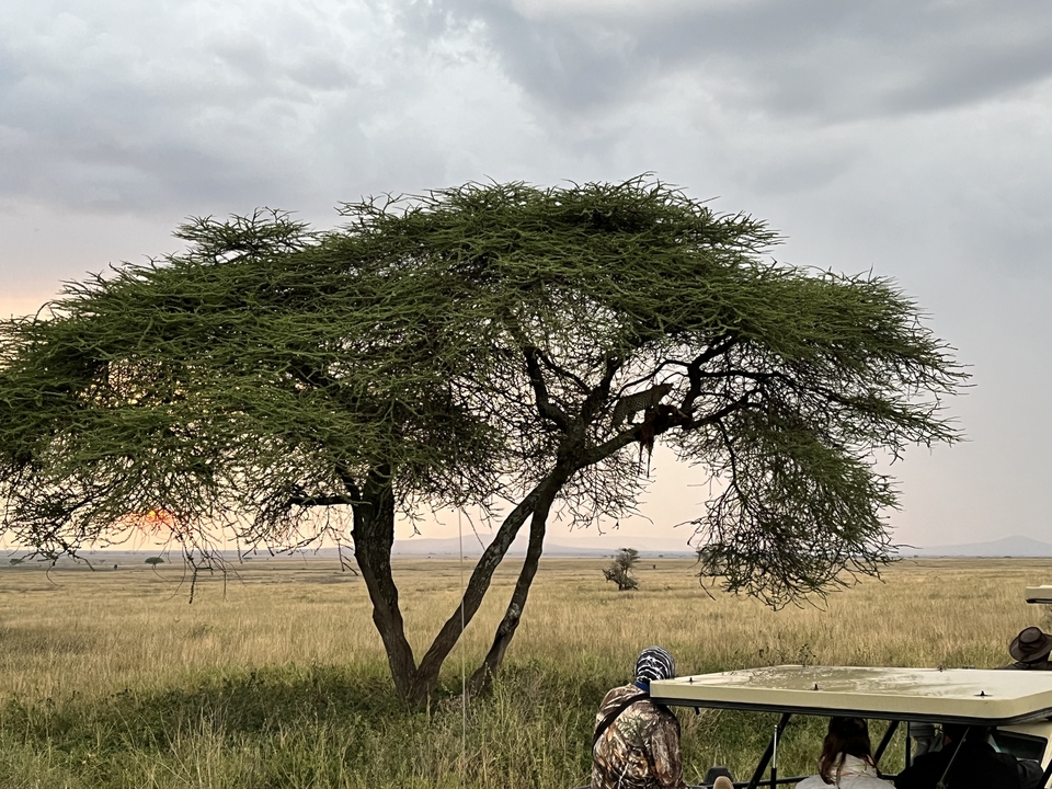 Solitary tree on a vast savannah landscape