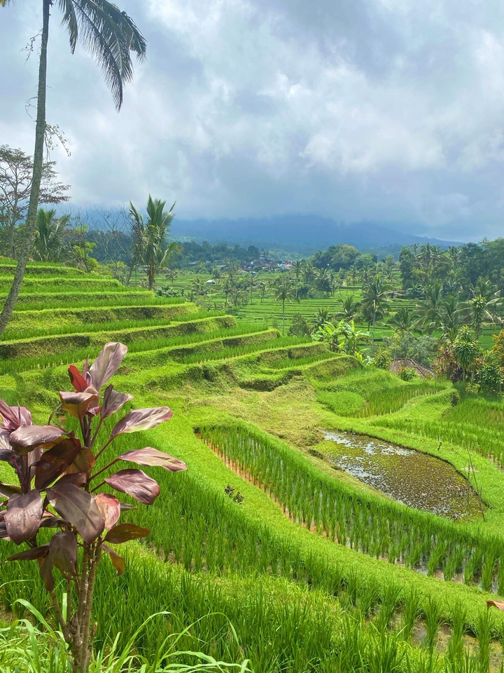Lush green rice terraces with a mountainous background.