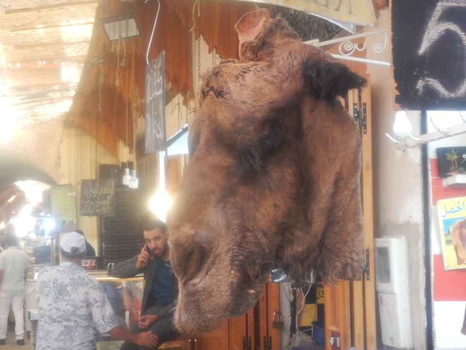 Blurry image of a camel head hanging, people in the background.