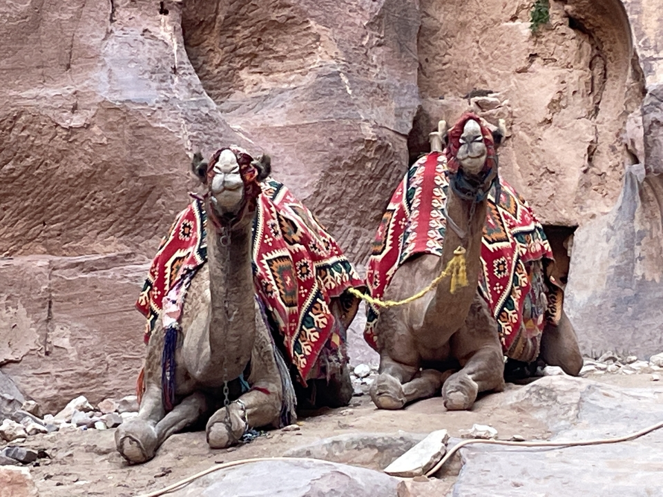 Colorful camels sitting in a desert area.