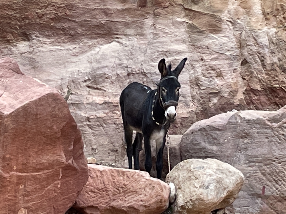Donkey standing in a rocky area.