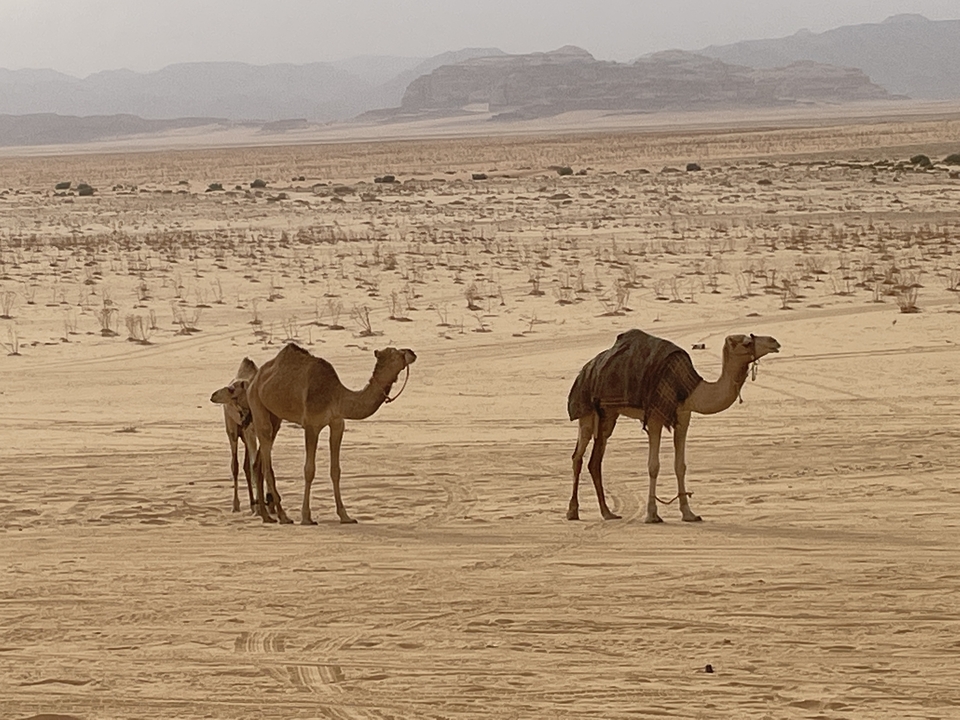 Two camels in a desert landscape.