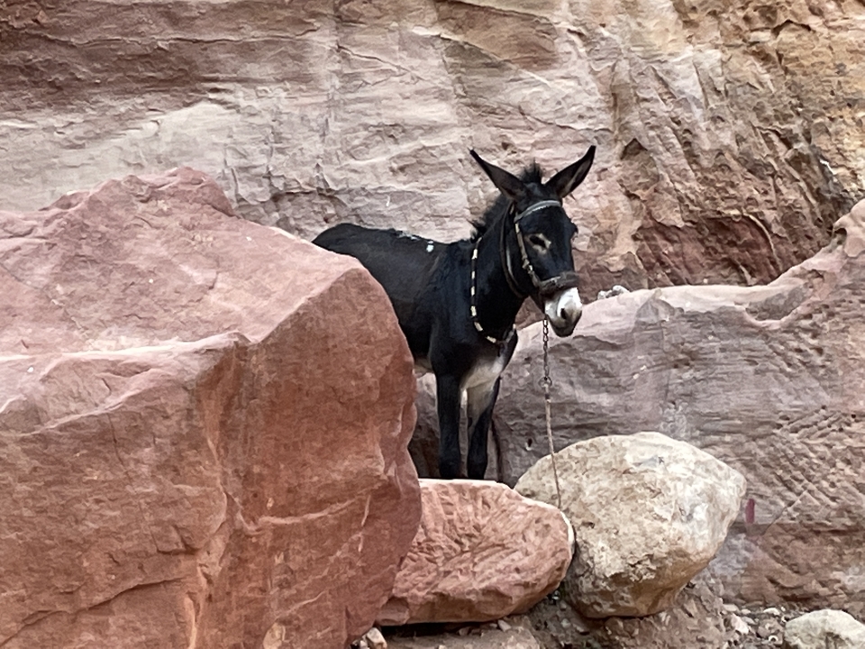 Donkey standing among rocky terrain.