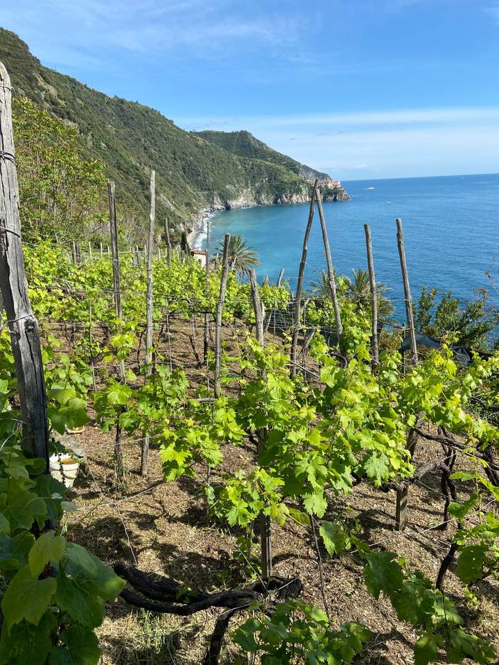 Vignoble avec océan au loin.