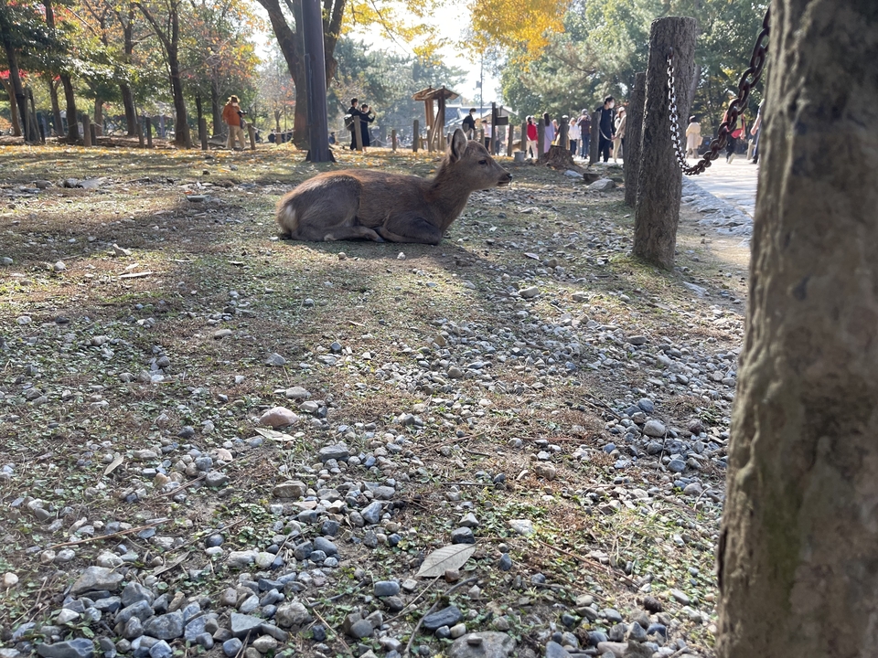 Deer resting in a park setting.