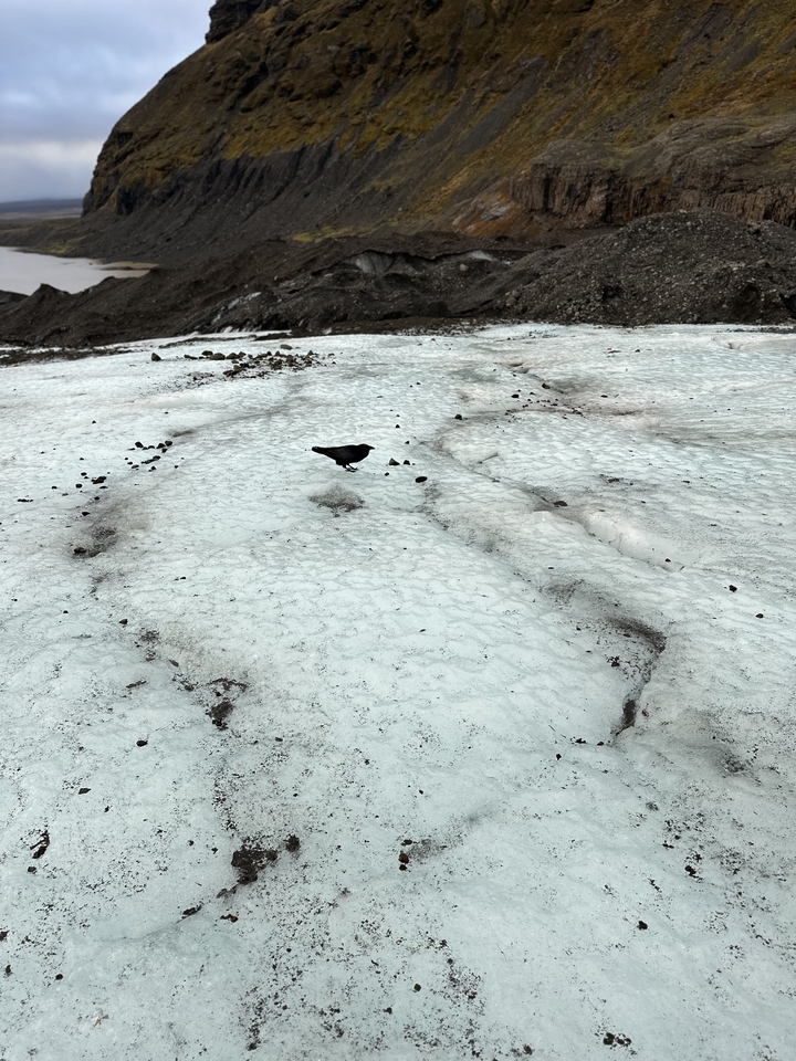 Bird on a snowy landscape.