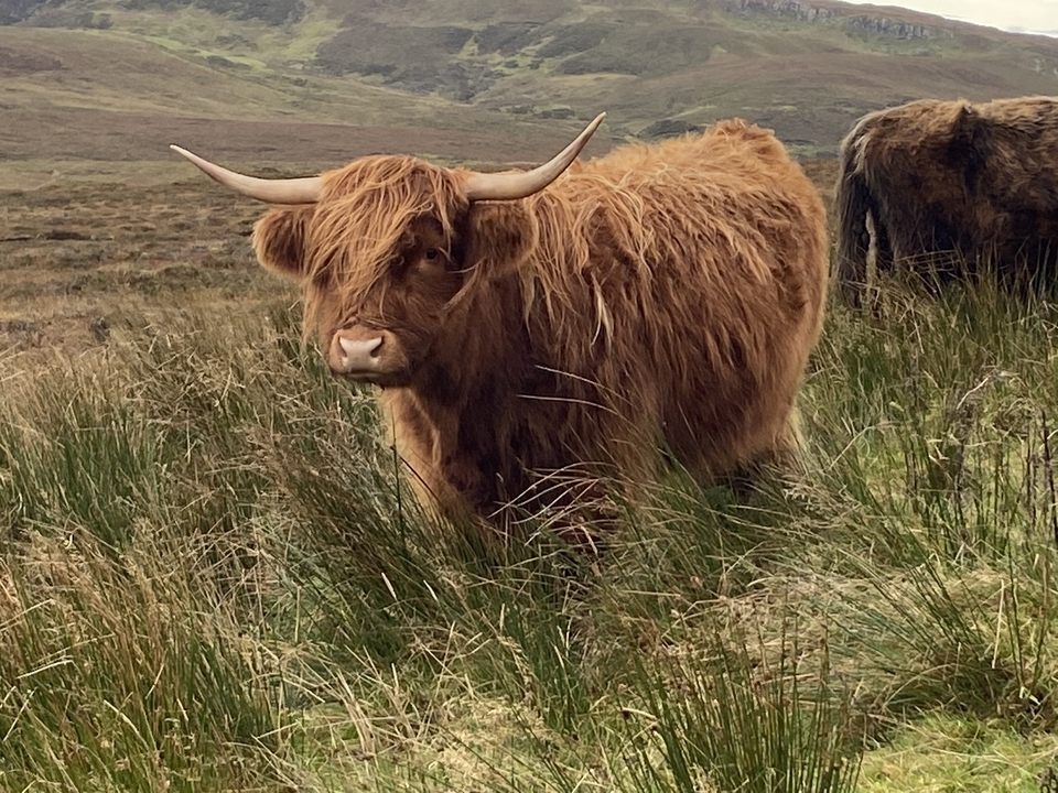 Highland cow in grassy field.