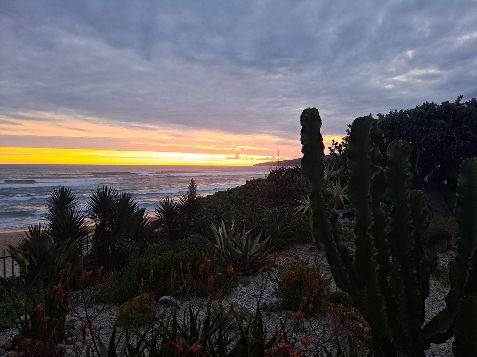 Sunset view over a coastline with cacti in the foreground.