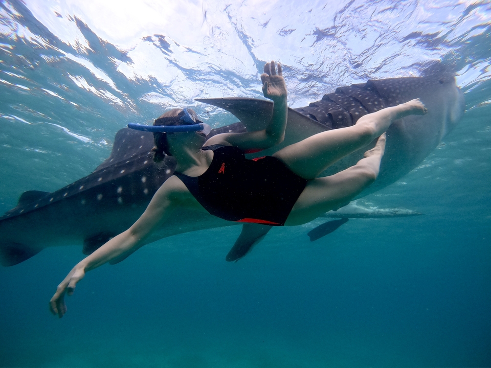 Person swimming underwater with a large fish.