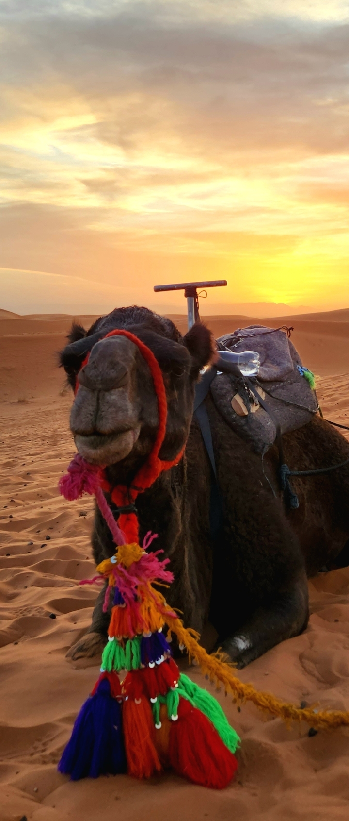 Close-up of a camel with traditional decorative gear in the desert.