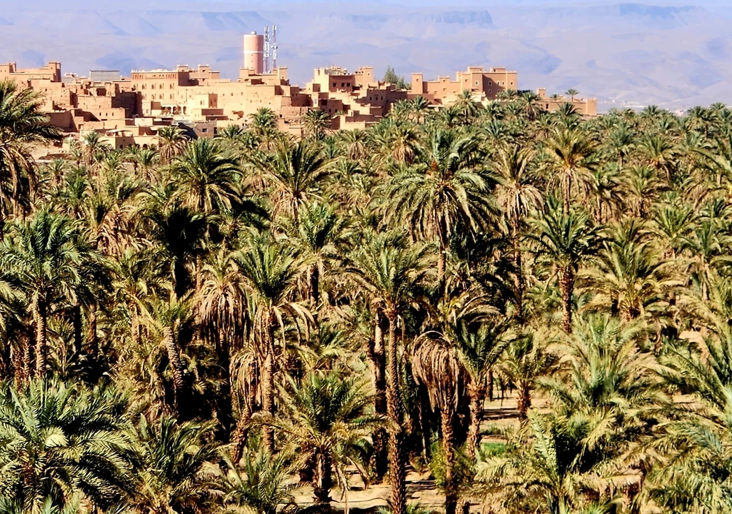 Dense palm grove with a traditional village in the background.