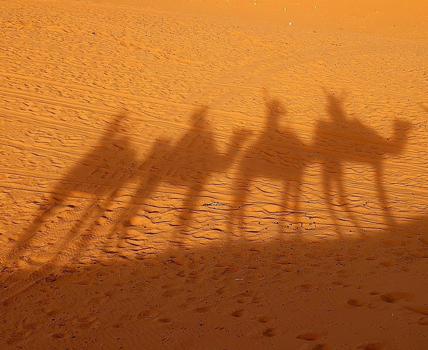 Shadows of camels on sand dunes in a desert setting.