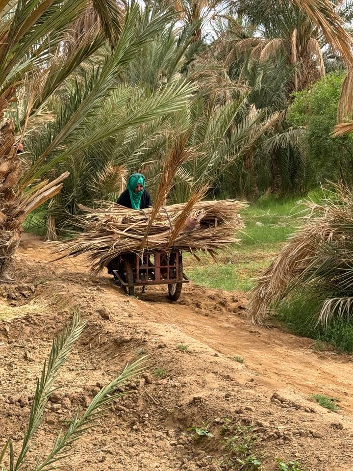Personne poussant un chariot avec des récoltes dans un champ.