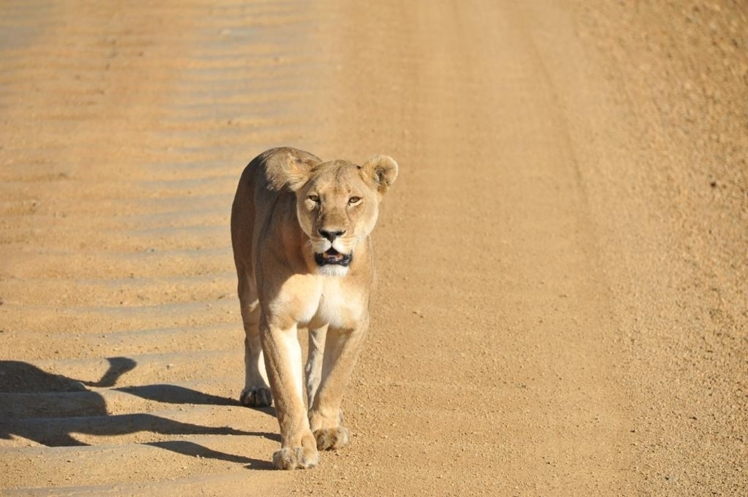 Lioness walking on a dirt path in the savannah.