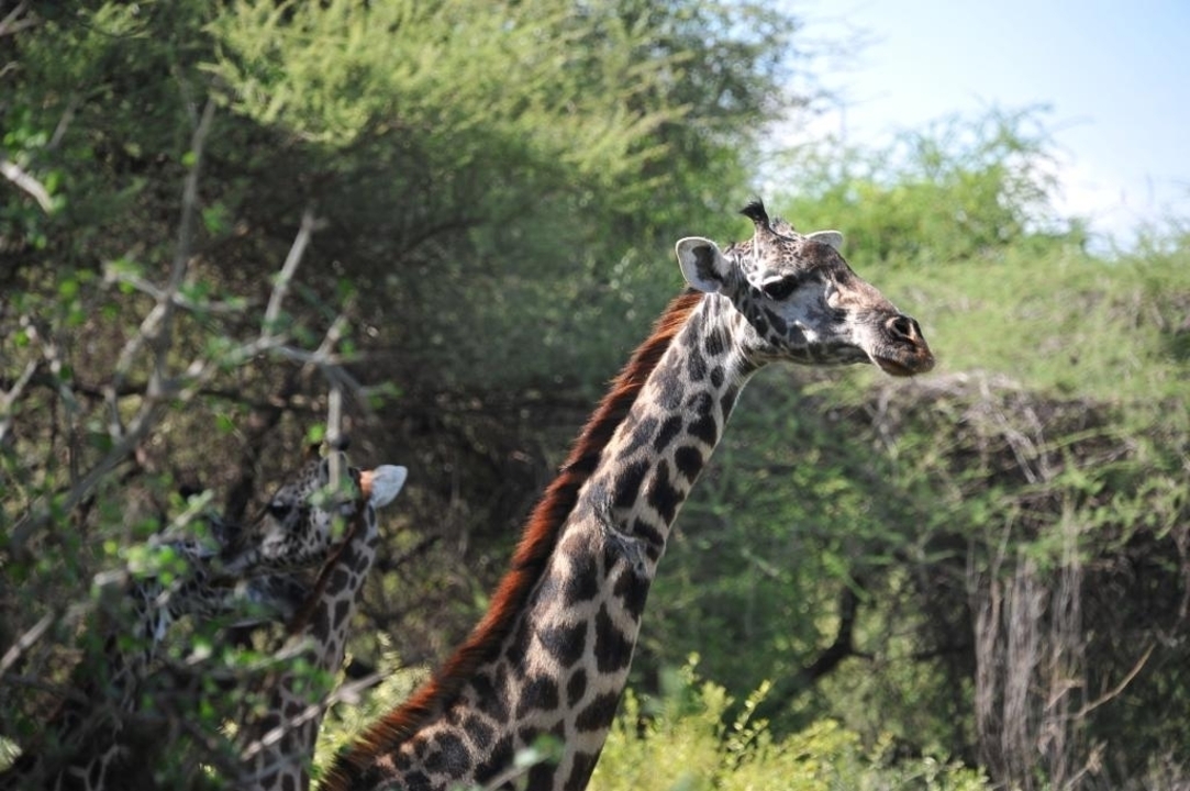 Giraffes standing and feeding in a dense bushland.