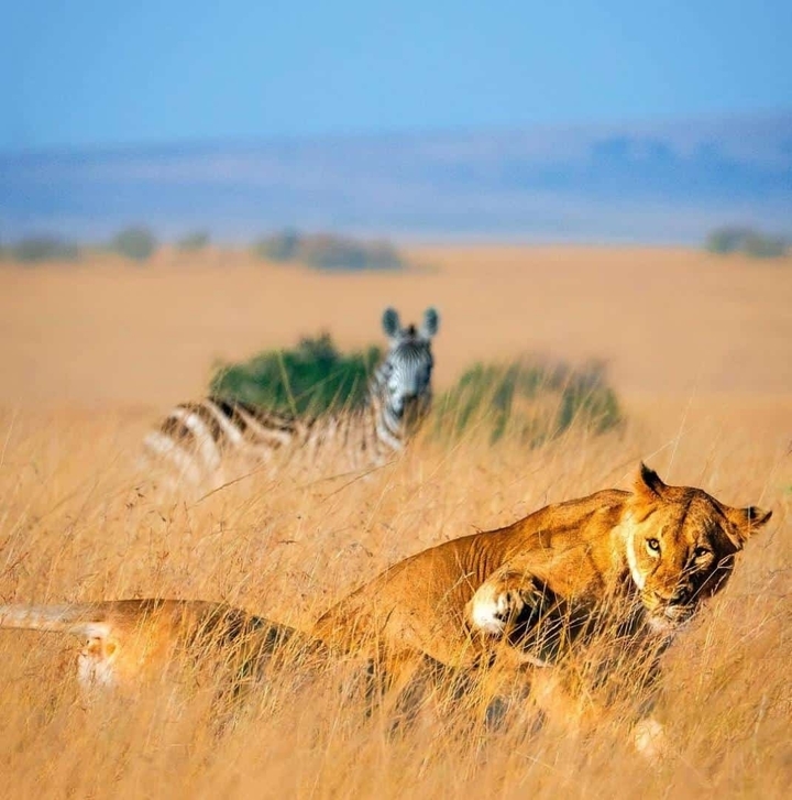 Lion resting in the savannah with a zebra in the background.