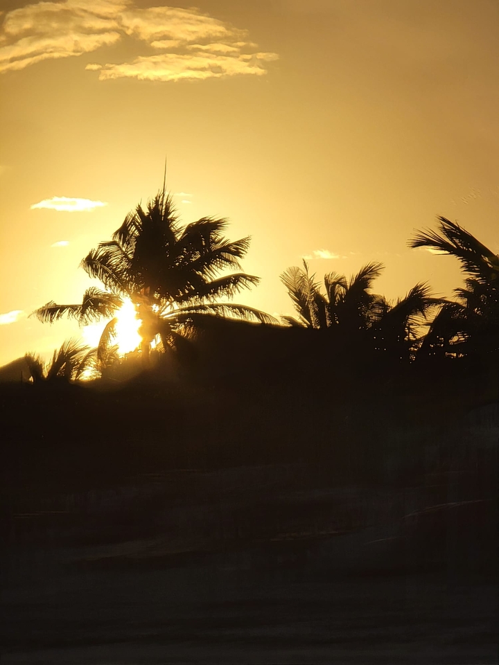 Sunset silhouette of palm trees.