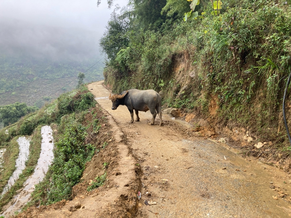 Water buffalo standing on a dirt road in a rural area.