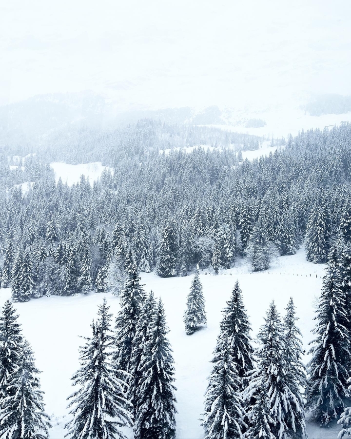 Forêt dense et enneigée avec des arbres couverts de neige.