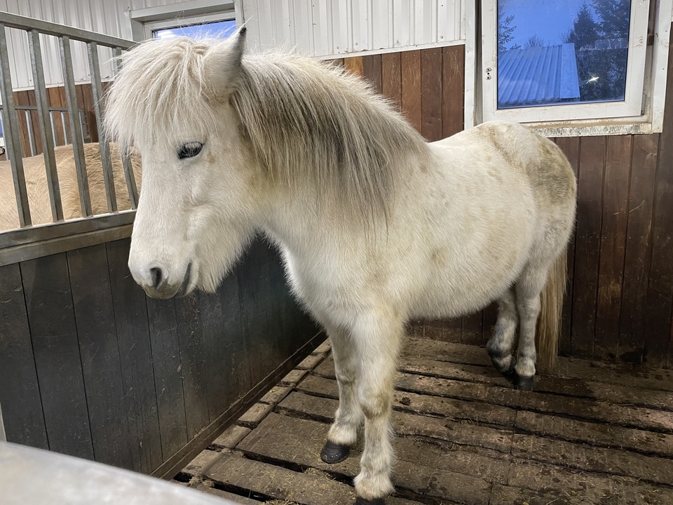 Icelandic horse standing in a stable