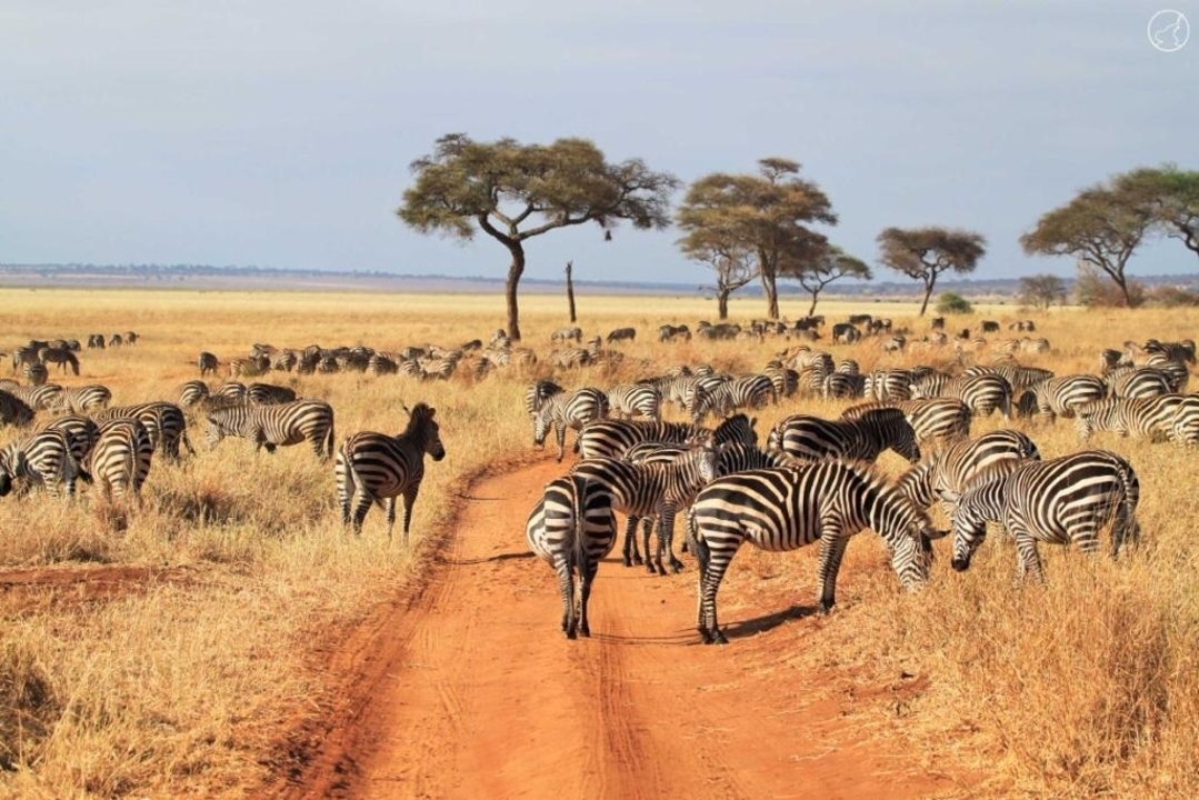 Large herd of zebras on a savannah with trees.