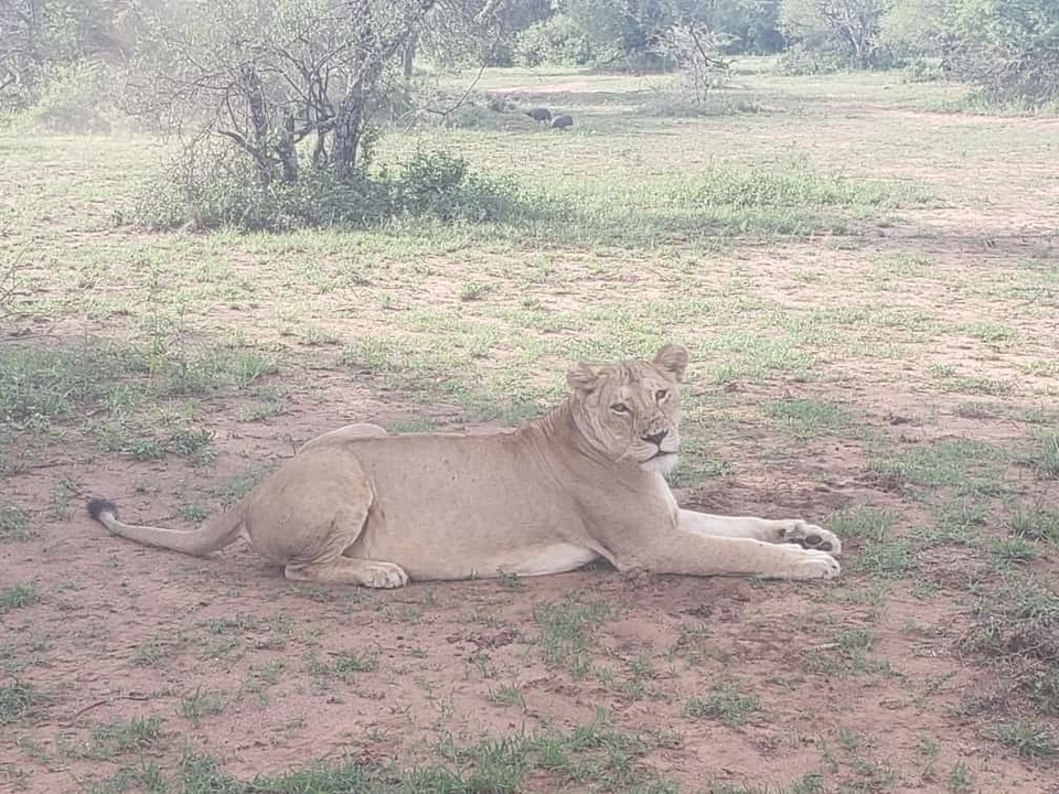 Lioness lying on the ground in a natural setting.