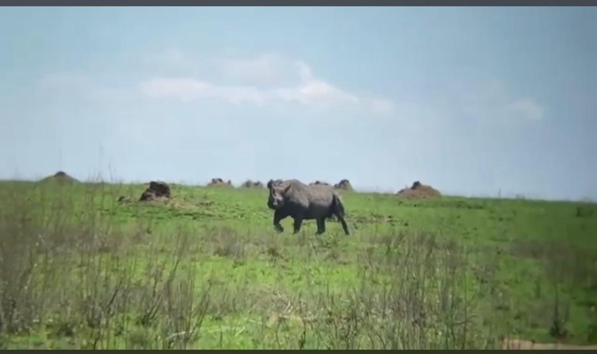 Wild rhino in a grassy landscape.