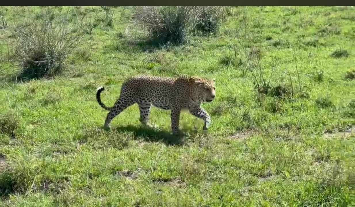 Cheetah walking in a grassy landscape.