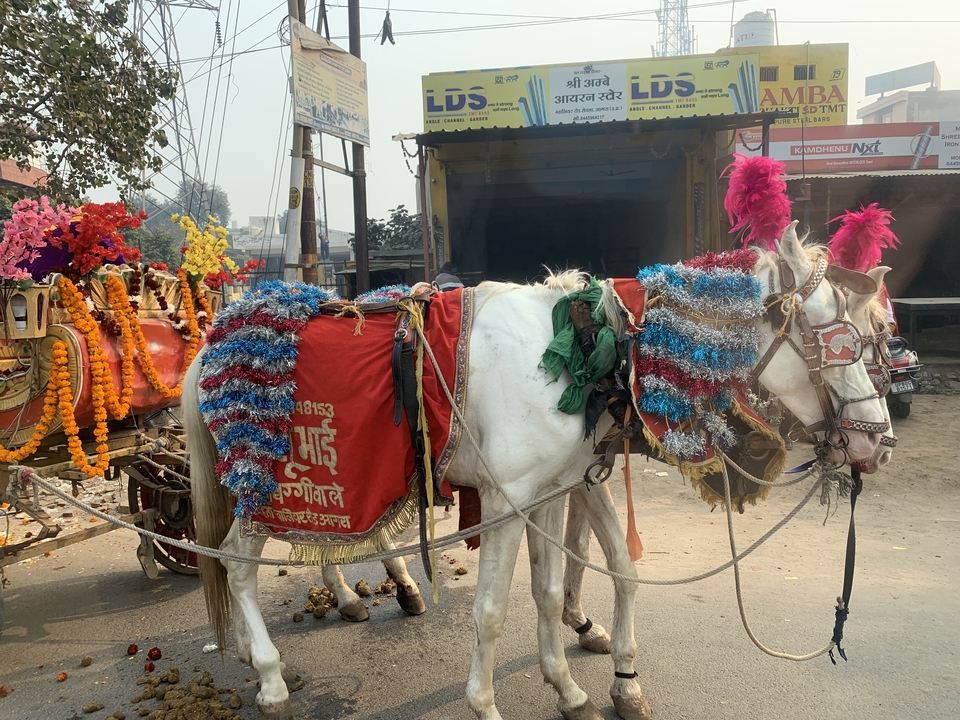 Decorated white horse with colorful ornaments.