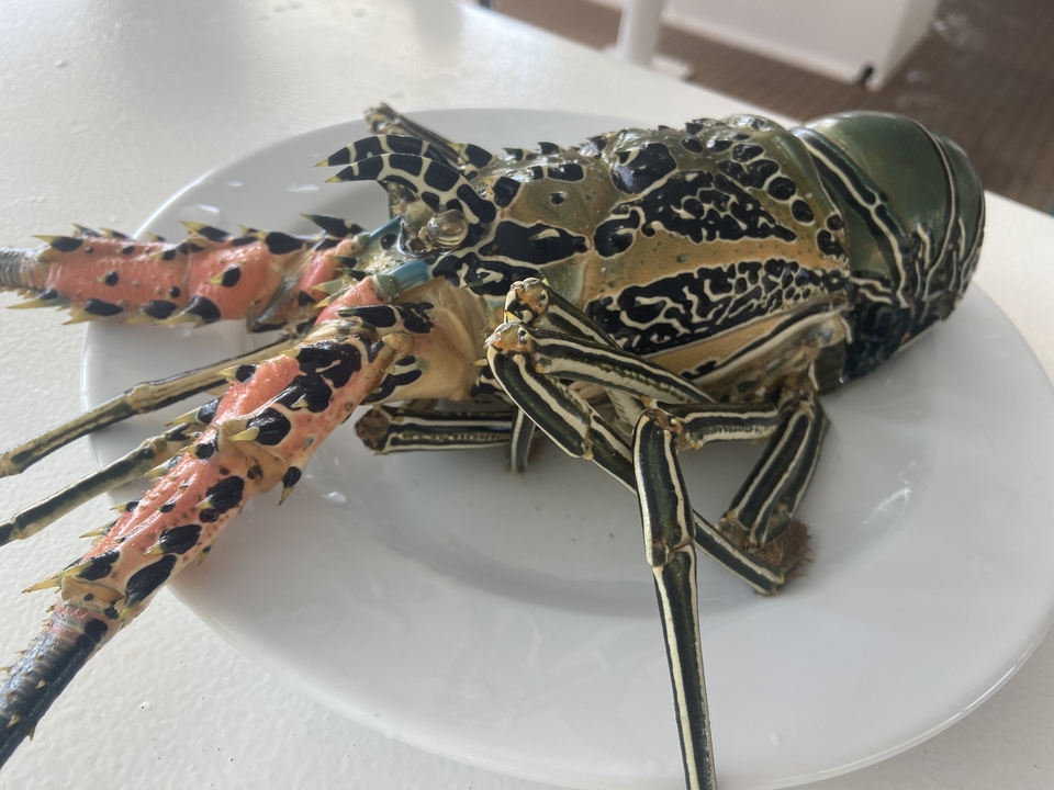 Assiette avec un homard fraîchement pêché
