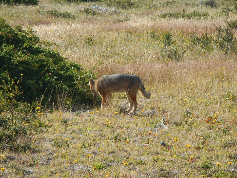 Fox-like animal in a grassy meadow.
